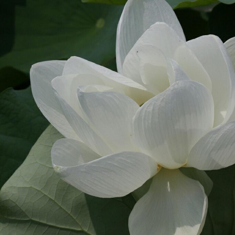 神谷熏（身份：神谷活心流代理师父、女主角） - 怀旧港剧全集在线观看 - 平板直播